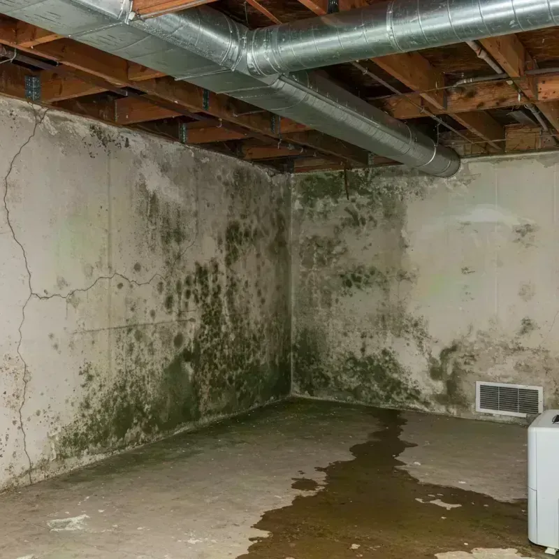 Professional Mold Removal in Stark County, IL